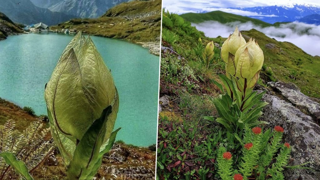 उत्तराखंड के उच्च हिमालयी क्षेत्र में खिला राज्य पुष्प ‘ब्रह्म कमल’, किसी ‘संजीवनी बूटी’ से कम नहीं है ये फूल