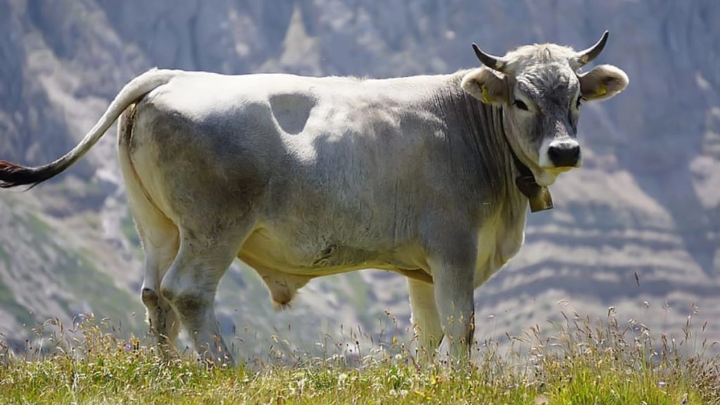  Delhi: बीमार सांड का इलाज करने पहुंचे डॉक्टर और एंबुलेंस चालक पर शख्स ने किया हमला, दोनों गंभीर रूप से घायल