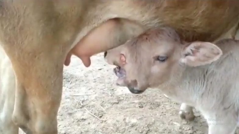 Odisha: नवरात्रि में दो सिर और तीन आंखों वाले बछड़े ने लिया जन्म, मां दुर्गा की अवतार मानकर लोग कर रहे हैं पूजा- देखें वायरल वीडियो