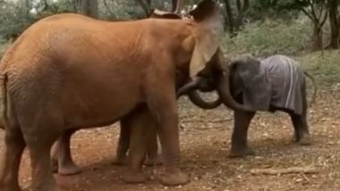 हाथियों के परिवार में आया नया सदस्य तो सब ने गर्मजोशी से ऐसे किया वेलकम, मनमोहक वीडियो हुआ वायरल (Watch Viral Video)