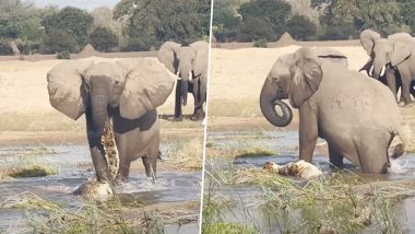 नन्हे हाथी की जान बचाने के लिए मगरमच्छ से भिड़ी हथिनी, Viral Video में देखें इस खूनी जंग का क्या हुआ अंजाम
