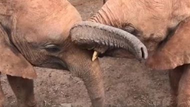 दो हाथी एक-दूसरे को किस करते आए नजर, हाथियों के रोमांस का वीडियो हुआ वायरल (Watch Viral Video)