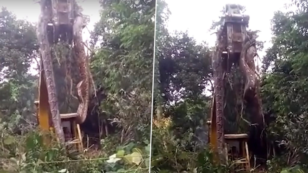 क्या आपने कभी देखा है दुनिया का सबसे बड़ा सांप, Viral Video में देखें कैसे विशालकाय अजगर को उठाने के लिए लेनी पड़ी JCB की मदद