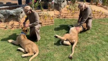 शेरों को पालने का शौक पड़ सकता है भारी, Viral Video में देखें कैसे पार्क में खेलते समय पालतू शेर ने किया अपने मालिक पर अटैक