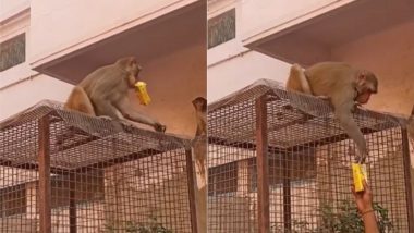 बंदर ने शख्स को उसका चश्मा लौटाने के बदले मांगी रिश्वत, घूसखोर जानवर का मजेदार वीडियो हुआ वायरल (Watch Viral Video)