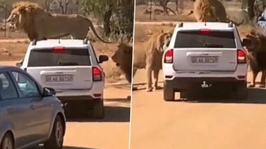 जब तीन शेरों ने किया एक कार पर कब्जा, वाहन के भीतर बैठे यात्रियों की हलख में अटकी जान (Watch Viral Video)