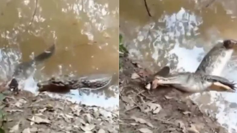 मगरमच्छ ने इलेक्ट्रिक शॉक पैदा करने वाली Eel को अपने जबड़े में दबोचा, दोनों की हुई मौत (Watch Viral Video)