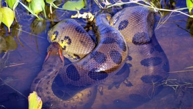 Anaconda Vs Crocodile: जब विशालकाय एनाकोंडा ने चारों ओर से मगरमच्छ को जकड़ लिया, जानें क्या हुआ इस भयंकर लड़ाई का अंजाम