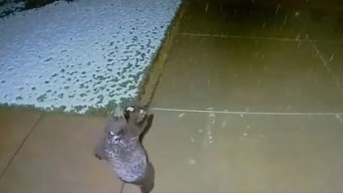 Viral Video: बर्फबारी में अटखेलियां करता नजर आया छोटा भालू, उसकी मस्ती देख मुस्कुरा देंगे आप