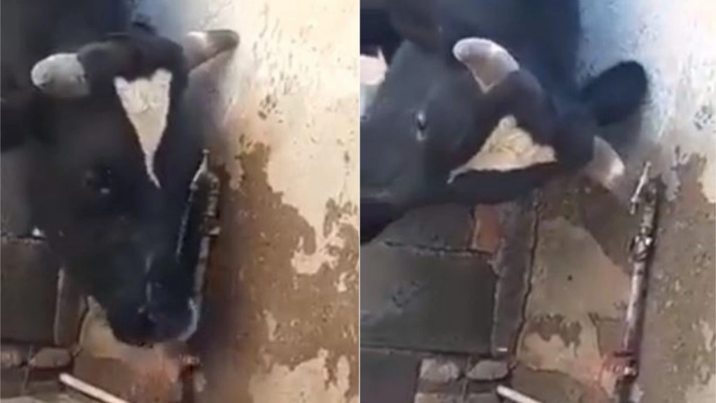 प्यासी गाय ने प्यास बुझाने के लिए लगाया गजब का दिमाग, सींग से नल खोला और पानी पीने के बाद किया बंद