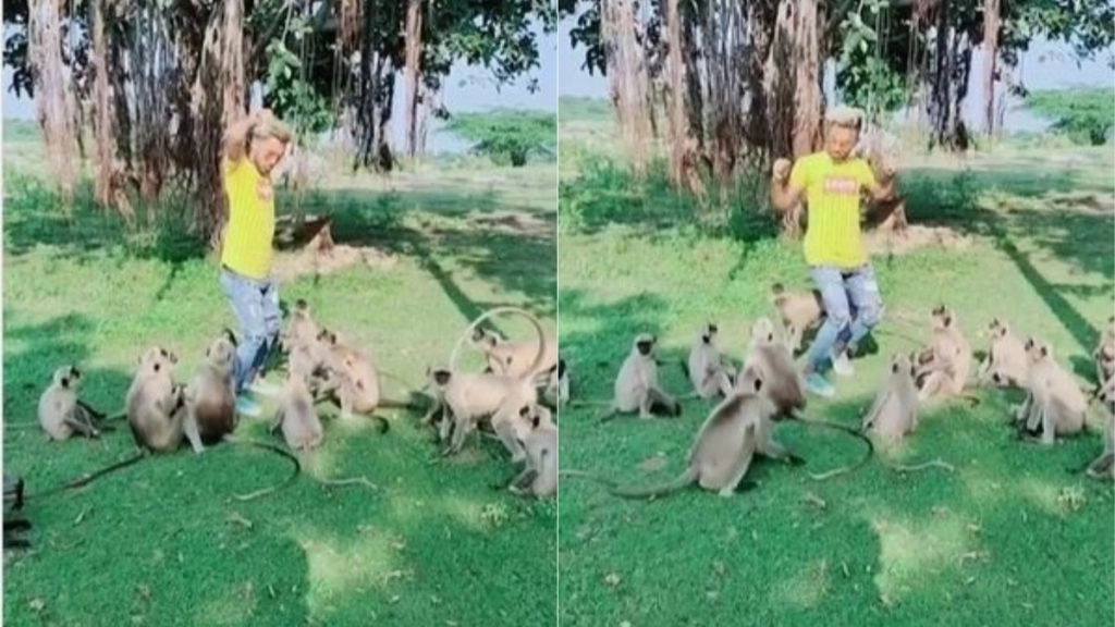 Viral Video: दर्शक बने लंगूरों के बीच अचानक डांस करने लगा लड़का, आगे जो हुआ… देखकर अपनी हंसी नहीं रोक पाएंगे आप