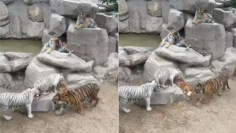 जब पांच खूंखार टाइगर्स के बीच घिरा एक अकेला कुत्ता, Viral Video में देखें क्या हुआ उसका हाल
