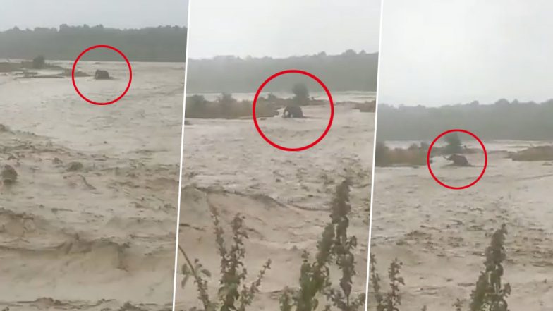 Viral Video: उत्तराखंड में उफनती नदी में फंसा हाथी, वायरल वीडियो में देखें कैसे गजराज ने सूझ-बूझ से बचाई अपनी जान