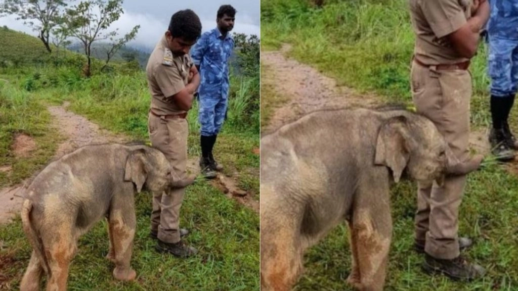 मां से मिलने के बाद बिछड़े हुए नन्हे हाथी ने तमिलनाडु के वन अधिकारी को लगाया गले, दिल जीतने वाली तस्वीर वायरल