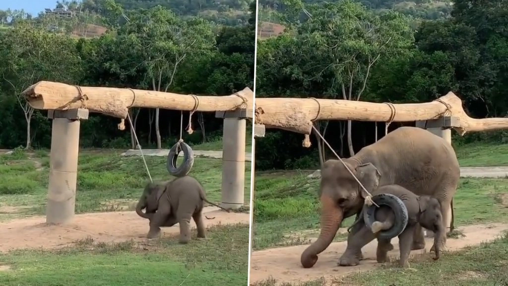 झूल में लगे टायर में फंसा पैर तो परेशान हो गया नन्हा हाथी, मां हथिनी ने की बाहर निकलने में मदद 