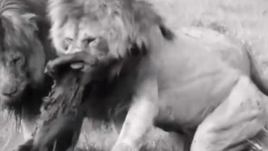 Viral Video: जब लकड़बग्घे का हुआ शेरों से सामना, देखें कैसे जंगल के राजा ने बेरहमी से किया उसका शिकार