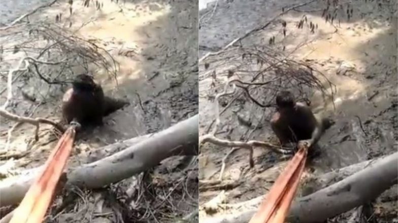 Viral Video: दलदल में फंसे शख्स के लिए पुलिसकर्मी बना मसीहा, Viral Video में देखें कैसे बचाई उसकी जान