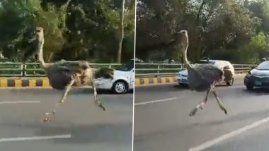 Pakistan: लाहौर में बीच सड़क पर दौड़ता दिखा दुनिया का सबसे बड़ा पक्षी शुतुरमुर्ग, Viral Video देख उड़े लोगों के होश