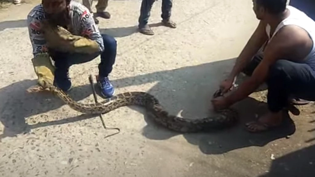 रिहायशी इलाके से निकला 8 फीट का अजगर, वायरल वीडियो में देखें कैसे सांप को काबू करने के लिए करनी पड़ी मशक्कत