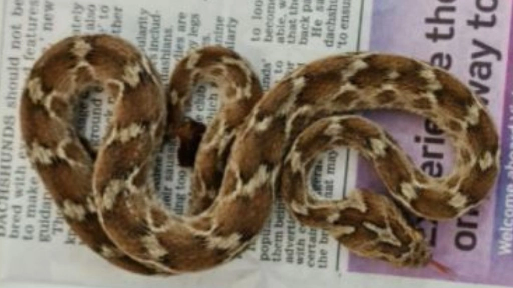 Viral Pic: शिपिंग कंटेनर में छिपकर बैठा था जहरीला सांप, तय किया भारत से इंग्लैंड तक का लंबा सफर