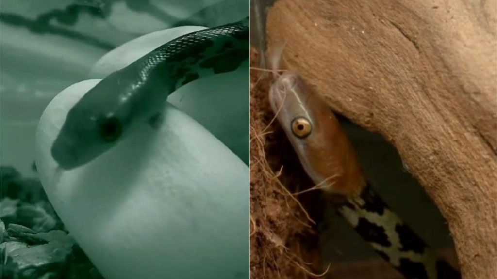 क्या आपने कभी सांप को अंडे से निकलते देखा है? सोशल मीडिया पर वायरल हुआ यह अद्भुत वीडियो (Watch Viral Video)