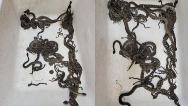 Snake Scare: घर के नीचे से निकले एक के बाद एक 90 से ज्यादा जहरीले सांप, हैरान करने वाली तस्वीरें हुईं वायरल