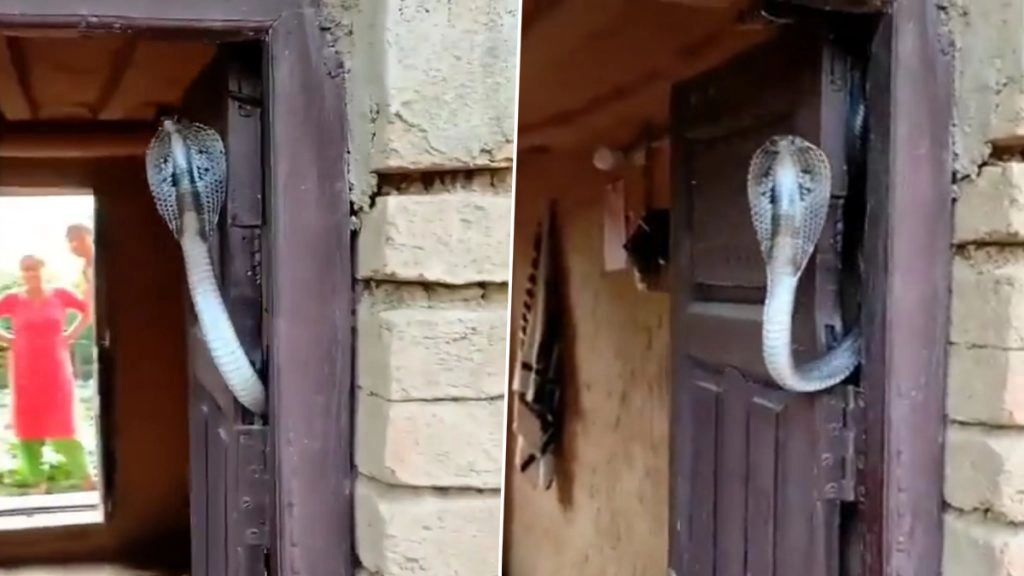 किंग कोबरा का हैरान करने वाला वीडियो हुआ वायरल, घर के दरवाजे पर फन फैलाकर ऐसे दिखाई अपनी दहशत (Watch Viral Video)
