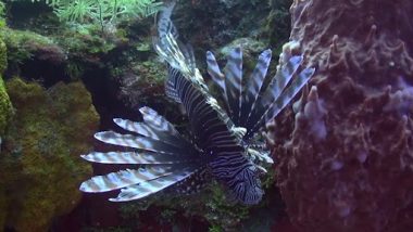 इस शख्स ने पकड़ी जानलेवा lionfish, इसके एक डंक से हो सकता है लकवा और जा सकती है जान