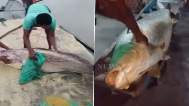 Giant ‘Telia Bhola’ Fish Caught: सुंदरबन नदी से मिली 75 किलो की 'तेलिया भोला' मछली, 36 लाख से भी ज्यादा में हुई नीलामी