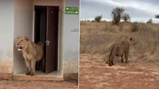 पब्लिक शौचालय से शेर के बाहर निकलने का वीडियो वायरल, नेटीजंस हुए हैरान