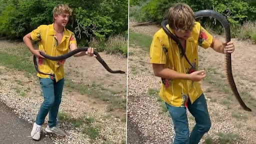 Snake Video: सफर करते वक्त शख्स को सड़क पर मिल गया किंग कोबरा, उसके बाद जो हुआ...देखें वीडियो