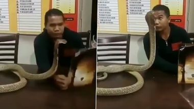 Man Kissed King Cobra: शख्स ने आंख से आंख मिलाकर किया किंग कोबरा को किस, उसके बाद जो हुआ...देखें वीडियो