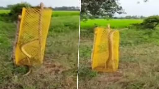 Snake Video: फेंसिंग गार्ड में फंसा किंग कोबरा, बाहर न निकल पाने के कारण लिया खतरनाक रूप, देखें वीडियो