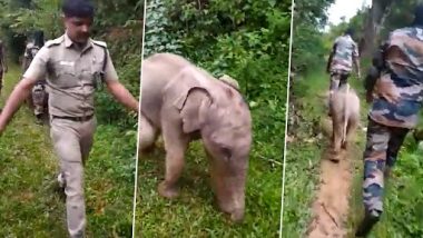 Video: तमिलनाडु के जंगल में भटके हाथी के बच्चे को फिर मिलवाया गया मां से, देखें इमोशनल वीडियो