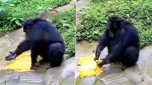 Viral Video: इंसानों की तरह कपड़े धोता है स्मार्ट चिंपैंजी, वीडियो देख उड़ जाएंगे आपके होश