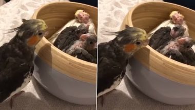 Viral Video: तोते का पक्षी के बच्चों के साथ पीकाबू कहते हुए क्लिप वायरल, मनमोहक वीडियो देख दिल हो जाएगा खुश