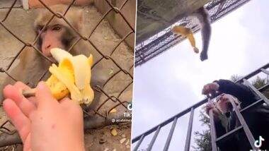 Angry Monkey Video: बंदर को जबरदस्ती केला खिला रहा था शख्स, गुस्से में जड़ दिया तमाचा, उसके बाद जो हुआ देखें वीडियो