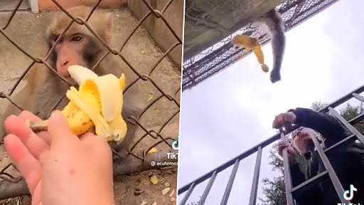 Angry Monkey Video: बंदर को जबरदस्ती केला खिला रहा था शख्स, गुस्से में जड़ दिया तमाचा, उसके बाद जो हुआ देखें वीडियो