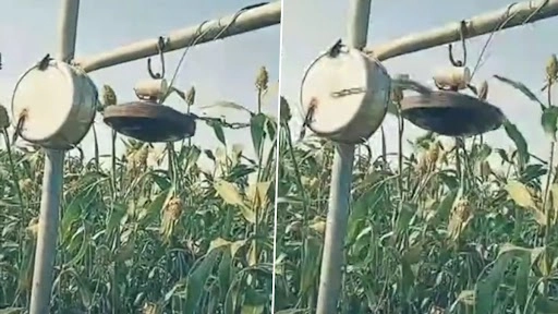 फसलों से पक्षियों को भगाने के लिए किसान ने किया जबरदस्त देसी जुगाड़, इंटरनेट पर लोग हुए इम्प्रेस, देखें वीडियो