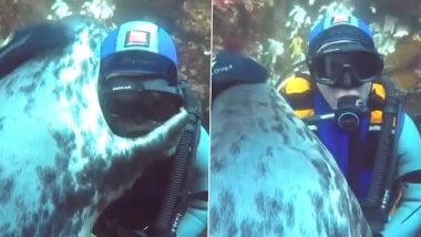 Viral Video: समुद्र में स्कूबा डाइवर को गले लगाती हुई सील का इमोशनल क्लिप वायरल, मनमोहक वीडियो पिघला देगा दिल