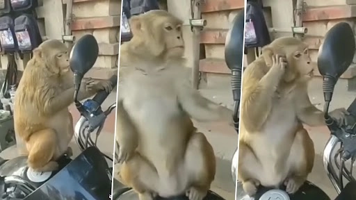 बाइक के शीशे में बंदर ने खुद को देखने के बाद किया कुछ ऐसा, मंकी का रिएक्शन देख आप हो जाएंगे लोट पोट, देखें वीडियो