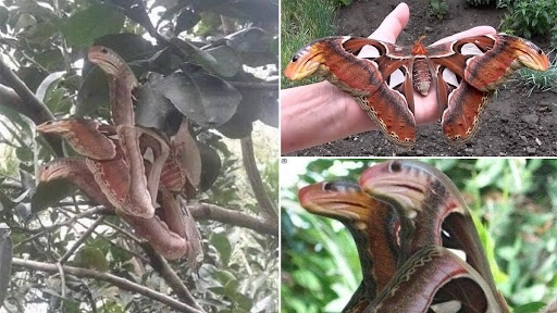 सोशल मीडिया पर वायरल हुईं तीन मुंह वाले एंग्री सांप की तस्वीर, सच्चाई जानकर पैरों तले खिसक जाएगी जमीन