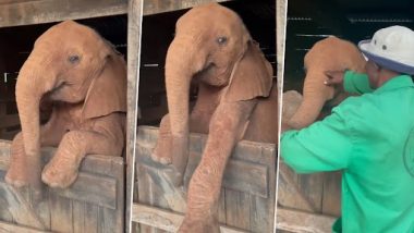 Baby Elephant Cute Video: हाथी के बच्चे को बेड पर सोने को कहा तो उसने ऐसे दिखाया नखरा, क्यूट वीडियो देख चेहरे पर आ जाएगी मुस्कान
