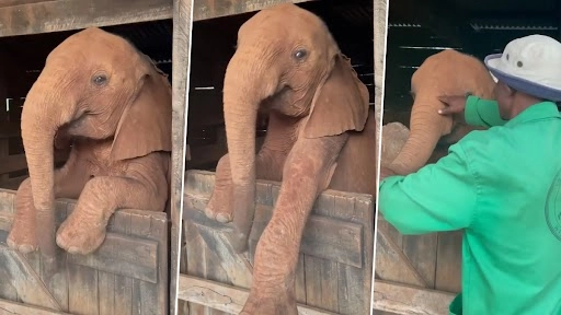 हाथी के बच्चे को बेड पर सोने को कहा तो उसने ऐसे दिखाया नखरा, क्यूट वीडियो देख चेहरे पर आ जाएगी मुस्कान