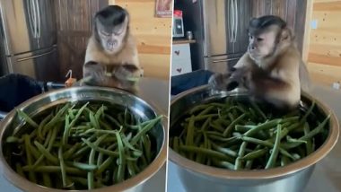 Monkey Funny Video: हाथों से Green Beans तोड़ते समय खिसियाते और मुंह बनाते बंदर का मजेदार क्लिप वायरल, देखें वीडियो