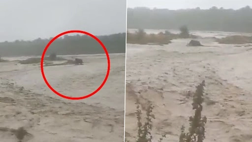 उत्तराखंड में लगातार बारिश के बाद गौला नदी ने लिया उग्र रूप, बाढ़ के पानी में फंसा हाथी का बच्चा, वीडियो वायरल
