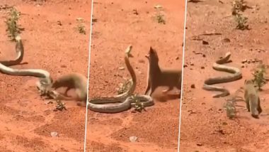 King Cobra and Mongoose Fight: किंग कोबरा और नेवले के बीच हुई खतरनाक लड़ाई, देखें कौन हारा और कौन जीता