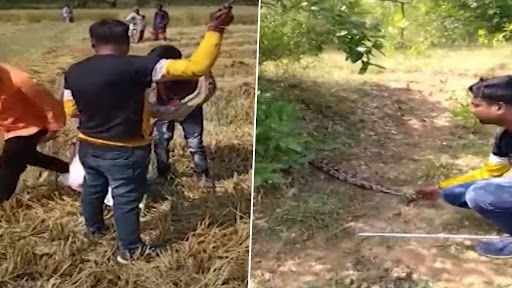 Python Video: भंडारा जिले के लखनी पोहरा शिवारा में मिला विशाल अजगर, सर्प प्रेमियों ने सुरक्षित छोड़ा जंगल में, देखें वीडियो