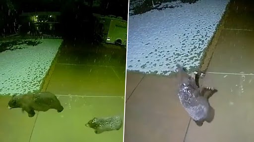 Baby Bear Playing With Snow: बर्फ के साथ खेलते हुए बेबी भालू का क्यूट क्लिप वायरल, वीडियो देख  चेहरे पर आ जाएगी मुस्कान
