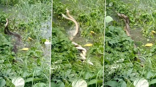  पानी में नाग नागिन के रोमांस का क्लिप वायरल, वीडियो देख हो जाएंगे हैरान